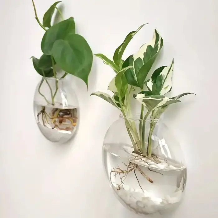 Serre de plantes murale en verre